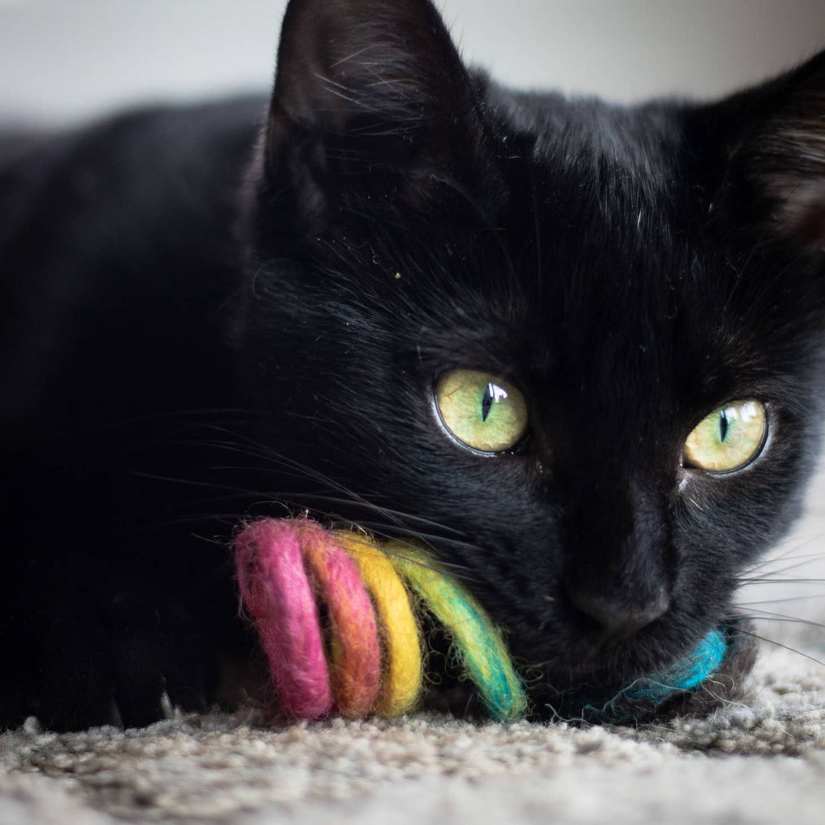Wool Spring Cat Toy – Atomic Polish
